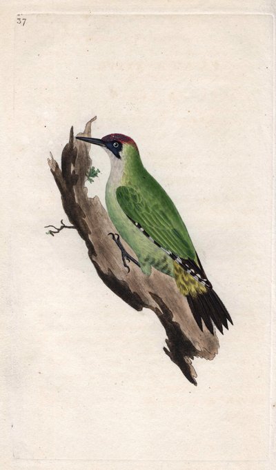 アオゲラ。Picus viridis.エドワード・ドノヴァン(1768-1837)による銅版画、Histoire naturelle des oiseaux britanniques, Londonに掲載。 作： Edward Donovan