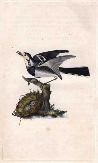 グレイ・ベルジュロンネットMotacilla alba.エドワード・ドノヴァン(1768-1837)による銅版画、Histoire naturelle des oiseaux britanniques, Londonに掲載。 作： Edward Donovan