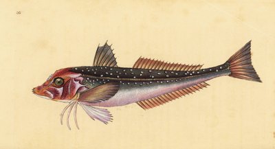グレイガーナード、Eutrigla gurnardus（Trigla gurnardus）。エドワード・ドノヴァンが、ロンドンのDonovan and F.C. and J. Rivington社の『Natural History of British Fishes』から描いて彫った手彩色の銅版画。 作： Edward Donovan