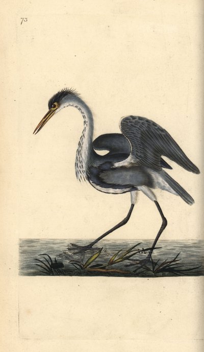 アオサギ（Ardea cinerea）。エドワード・ドノバンがロンドンで出版された自作の「英国鳥類自然史」から描いて彫った手彩色の銅版画。 作： Edward Donovan