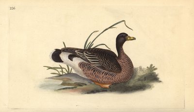 グライルカガン（Anser anser）。エドワード・ドノバンがロンドンで出版した自作の「英国鳥類博物誌」から描いて彫った手彩色の銅版画。 作： Edward Donovan