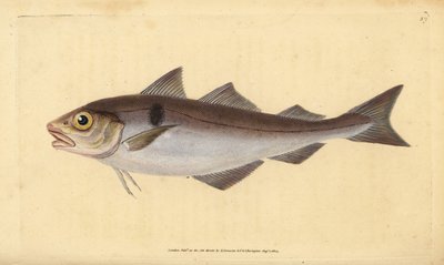 ハドック、Melanogrammus aeglefinus（Gadus aeglefinus）。傷つきやすい。エドワード・ドノバンが、ロンドンのDonovan and F.C. and J. Rivington社の『Natural History of British Fishes』から描いて彫った手彩色の銅版画。 作： Edward Donovan
