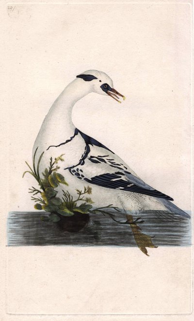 ハーレのポーン。Mergus albellus.エドワード・ドノヴァン（1768-1837）による銅版画、『Histoire naturelle des oiseaux britanniques』（ロンドン）に掲載。 作： Edward Donovan
