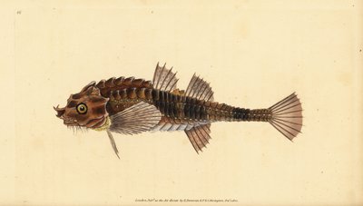 Hooknose, Agonus cataphractus (Pogge or armed bull-head, Cottus cataphractus).エドワード・ドノバンが、ロンドンのDonovan and F.C. and J. Rivington社の『Natural History of British Fishes』から描いて彫った手彩色の銅版画。 作： Edward Donovan