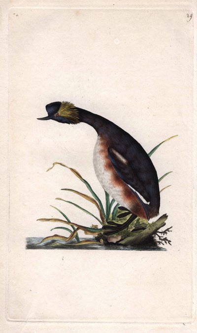 ホーンテッド・グレイブまたはイヤホーン・グレイブ。Podiceps auritus（Collymbus auritus）。エドワード・ドノヴァン(1768-1837)による銅版画、Histoire naturelle des oiseaux britanniques, Londonに掲載。 作： Edward Donovan