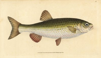 Ide, Leuciscus idus (Chub, Cyprinus jeses).エドワード・ドノバンが、ロンドンのDonovan and F.C. and J. Rivington社の『Natural History of British Fishes』から描いて彫った手彩色の銅版画。 作： Edward Donovan