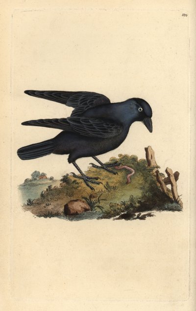 ジャックドー（Corvus monedula）、ミミズ付き。エドワード・ドノヴァンが自作の『英国鳥類博物誌』（1794-1819）から描いて彫った手彩色の銅版画。エドワード・ドノヴァン（1768-1837）は、アングロ・アイリッシュのアマチュア動物学者であり、作家、芸術家、彫刻家である。彼は 作： Edward Donovan