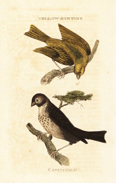 Emberiza sulphurataとEmberiza calandraの2つのホオジロザメ。 作： Edward Donovan