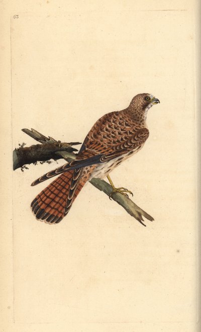 ケストレル（Falco tinnunculus）、雌。エドワード・ドノバンがロンドンで出版した自作の「英国鳥類博物誌」から描いて彫った手彩色の銅版画。 作： Edward Donovan