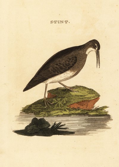 キョウジョシギ（Least sandpiper）、Calidris minutilla 作： Edward Donovan