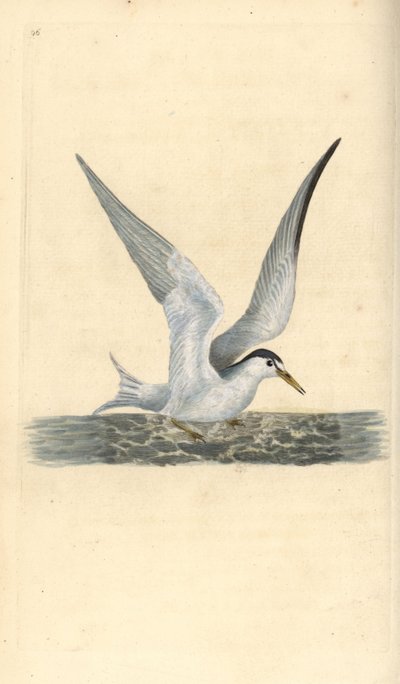 小アジサシ、Sternula albifrons。エドワード・ドノバンがロンドンで出版した「英国鳥類博物誌」から描いて彫った手彩色の銅版画。 作： Edward Donovan