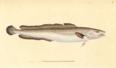 アイナメ、Molva molva（Gadus molva）。エドワード・ドノバンが、ロンドンのDonovan and F.C. and J. Rivington社の『Natural History of British Fishes』から、手書きで描いて彫った色付き銅版画。 作： Edward Donovan