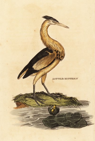 リトルビター（Ixobrychus minutus) 作： Edward Donovan