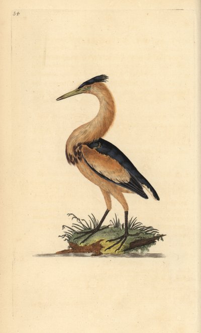 リトルビターン（Ixobrychus minutus）。エドワード・ドノバンがロンドンで出版した自作の「英国鳥類博物誌」から描いて彫った手彩色の銅版画。 作： Edward Donovan