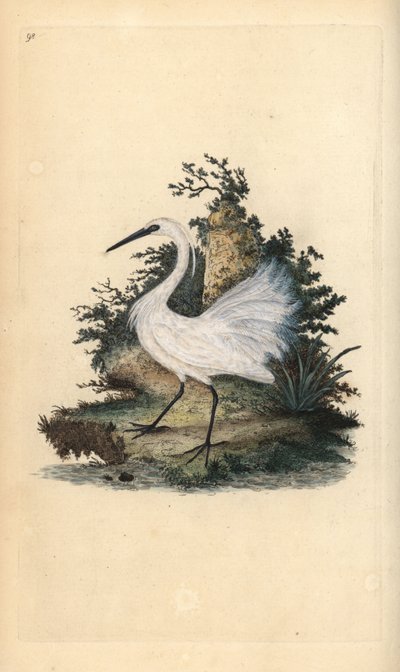 コサギ（Egreta garzetta）。エドワード・ドノバンがロンドンで出版した自作の「英国鳥類博物誌」から描いて彫った手彩色の銅版画。 作： Edward Donovan