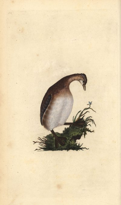 鳰鳥（におどり）、Tachybaptus ruficollis。エドワード・ドノバンがロンドンで出版した「英国鳥類博物誌」から描いて彫った手彩色の銅版画。 作： Edward Donovan