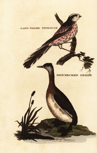 Long-tailed tit or long-tailed bushtit, Aegithalos caudatus, and red-necked grebe, Podiceps grisegena 作： Edward Donovan