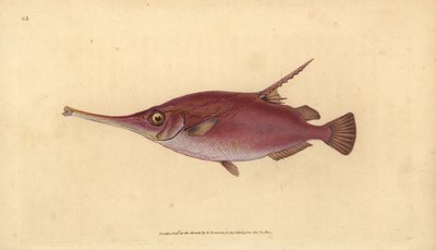 Longspine snipefish, Macroramphosus scolopax（スナイプまたはトランペットフィッシュ、Centriscus scolopax）。エドワード・ドノバンが、ロンドンのDonovan and F.C. and J. Rivington社の『Natural History of British Fishes』から描いて彫った手彩色の銅版画。 作： Edward Donovan