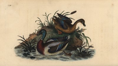 マガモ（Anas platyrhynchos）のオスとメスのペア。エドワード・ドノバンがロンドンで出版された自作の「英国鳥類自然史」から描いて彫った手彩色の銅版画 作： Edward Donovan