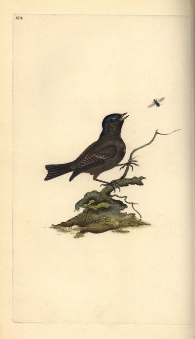 マーシュ・ティット（Poecile Palustris）。エドワード・ドノバンがロンドンで出版された自作の「英国鳥類自然史」から描いて彫った手彩色の銅版画。 作： Edward Donovan