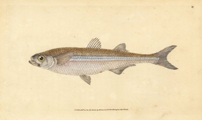 地中海のワカサギ、またはヨーロッパのアザラシ、Atherina hepsetus。エドワード・ドノバンが、ロンドンのDonovan and F.C. and J. Rivington社の『Natural History of British Fishes』から手彩色の銅版画を描いて彫刻したもの。 作： Edward Donovan