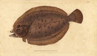 メグリムまたはウィフ、Lepidorhombus whiffiagonis（Pleuronectes megastoma）。エドワード・ドノバンが、ロンドンのDonovan and F.C. and J. Rivington社の『Natural History of British Fishes』から手書きで描いて彫った色付き銅版画。 作： Edward Donovan