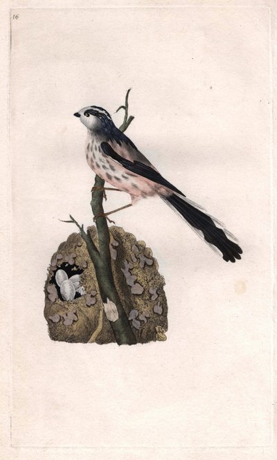 メサンジュには長い尾がある。Aegithalos caudatus（Parus caudatus）。エドワード・ドノヴァン（1768-1837）による銅版画、ロンドンのHistoire naturelle des oiseaux britanniquesに掲載されている。 作： Edward Donovan