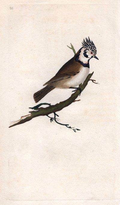 メサンジュ・ヒュッペ。Lopophanes cristatus cristatus（Parus cristatus）。エドワード・ドノヴァン（1768-1837）による銅版画、Histoire naturelle des oiseaux britanniques, Londonに掲載。 作： Edward Donovan