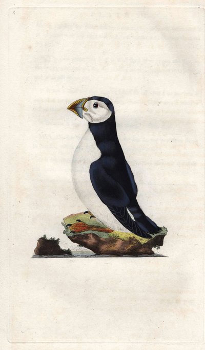 モンクレールのパフィン。Fratercula arctica（Alca arctica）。エドワード・ドノヴァン（1768-1837）による銅版画、『Histoire naturelle des oiseaux britanniques』（ロンドン刊）に掲載。 作： Edward Donovan