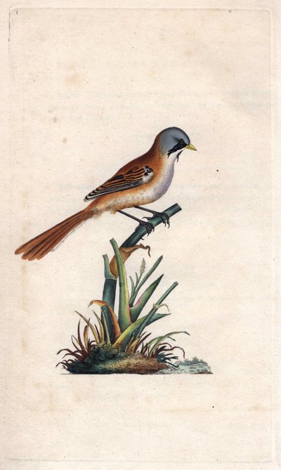 ムスタッシュ・ブリーディング（passeriforme）。Panurus biarmicus（Parus biarmicus）。エドワード・ドノヴァン（1768-1837）による銅版画、Histoire naturelle des oiseaux britanniques, Londonに掲載。 作： Edward Donovan