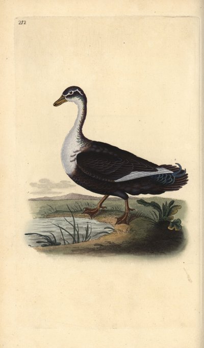 ハシビロガモ（変種）、Cairina moschata。エドワード・ドノバンがロンドンで出版した自作の「英国鳥類博物誌」から描いて彫った手彩色の銅版画。 作： Edward Donovan