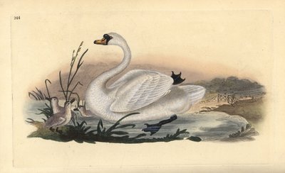 雛を連れたコブハクチョウ（Cygnus olor）。エドワード・ドノヴァンがロンドンで出版された自作の「英国鳥類博物誌」から描いて彫った手彩色の銅版画。 作： Edward Donovan