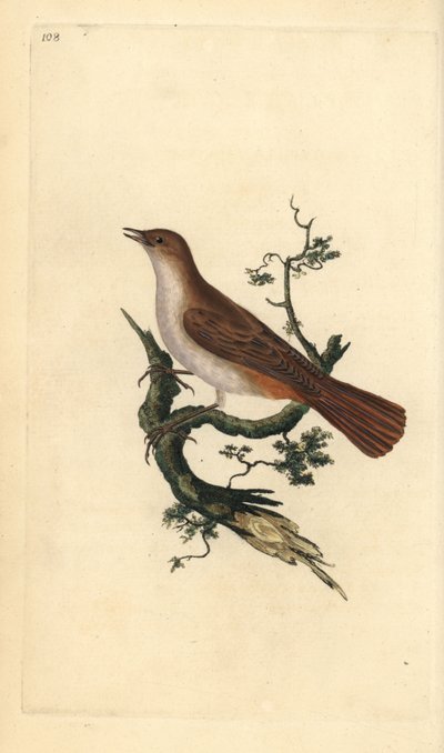 ナイチンゲール（Luscinia megarhynchos）。エドワード・ドノバンがロンドンで出版した「英国鳥類博物誌」から描いて彫った手彩色の銅版画。 作： Edward Donovan