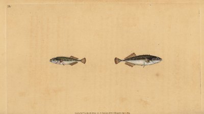 Ninespine stickleback, Pungitius pungitius (Lesser or ten-spined stickleback, Gasterosteus pungitius).エドワード・ドノバンが、ロンドンのDonovan and F.C. and J. Rivington社の『Natural History of British Fishes』から描いて彫った手彩色の銅版画。 作： Edward Donovan