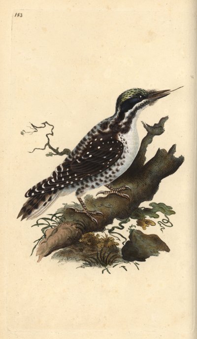 北部三毛別のキツツキ。Picoides tridactylus.エドワード・ドノバンがロンドンの自作「英国鳥類博物誌」から描いて彫った手彩色の銅版画。 作： Edward Donovan