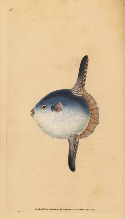 マンボウ（Mola mola）。脆弱である。(マンボウ、Tetrodon mola）。)エドワード・ドノバンが、ロンドンのDonovan and F.C. and J. Rivington社の『Natural History of British Fishes』から描いて彫った手彩色の銅版画。 作： Edward Donovan