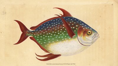 オーパーまたはキングフィッシュ、Lampris guttatus（ゼウス・ルナ）。エドワード・ドノバンが、ロンドンのDonovan and F.C. and J. Rivington社の『Natural History of British Fishes』から、手書きで描いて彫った色付き銅版画。 作： Edward Donovan