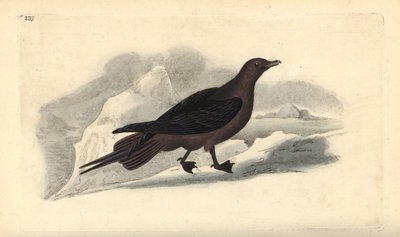 Parasitic Jaeger, Stercorarius parasiticus.エドワード・ドノバンがロンドンで出版した「英国鳥類博物誌」から描いて彫った手彩色の銅版画。 作： Edward Donovan