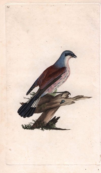 アカガシラカササギ。Lanius collurio.エドワード・ドノバン（1768-1837）による銅版画、『Natural History of British Birds』（ロンドン）に掲載。 作： Edward Donovan