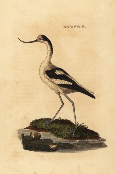 ソリハシセイタカアワダチソウ、Recurvirostra avocetta 作： Edward Donovan