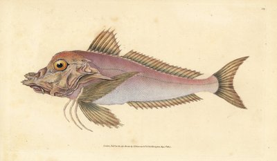 パイパー（Trigla lyra）。エドワード・ドノバンがイギリスの魚類の自然史から描いて彫った手彩色の銅版画、ドノバンとF.C.とJ.リヴィントン、ロンドン 作： Edward Donovan