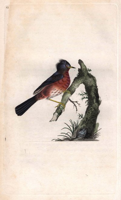 ピチュー・ワーフ。Sylvia undata (Sylvia dartfordiensis)。エドワード・ドノヴァン（1768-1837）による銅版画、Histoire naturelle des oiseaux britanniques, Londonに掲載。 作： Edward Donovan