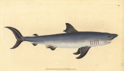 ポービーグル（Lamna nasus）。脆弱である。(Porbeagle shark, Squalus cornubicus)。エドワード・ドノバンが、ロンドンのDonovan and F.C. and J. Rivington社の『Natural History of British Fishes』から描いて彫った手彩色の銅版画。 作： Edward Donovan