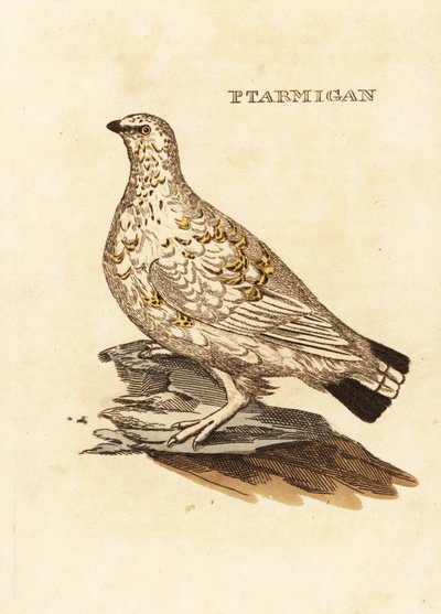 Ptarmigan grouse or white game, Lagopus lagopus 作： Edward Donovan