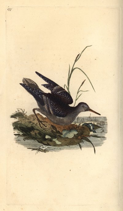 ムラサキシギ（Calidris maritima）。エドワード・ドノバンがロンドンで出版した「英国鳥類博物誌」から描いて彫った手彩色の銅版画。 作： Edward Donovan
