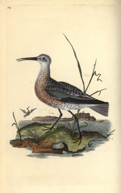 ピグミーまたはリトルカーリュー（Numenius minutus）。エドワード・ドノバンがロンドンで出版した自作の「英国鳥類博物誌」から描いて彫った手彩色の銅版画。 作： Edward Donovan