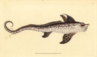 ラビットフィッシュまたはシーモンスター、Chimaera monstrosa。絶滅寸前。エドワード・ドノバンが、ロンドンのDonovan and F.C. and J. Rivington社の『Natural History of British Fishes』から手書きで描いて彫った色付き銅版画。 作： Edward Donovan