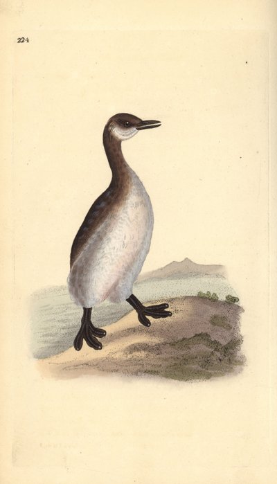 アカククリ（雌）、Podiceps grisegena。エドワード・ドノバンがロンドンで出版した自作の「英国鳥類博物誌」から描いて彫った手彩色の銅版画。 作： Edward Donovan