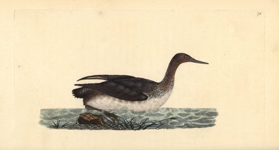 赤色のハシビロコウ（Gavia stellata）。エドワード・ドノバンがロンドンの「英国鳥類自然史」から描いて彫った手彩色の銅版画。 作： Edward Donovan
