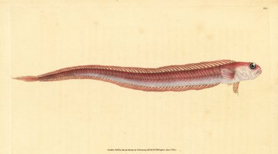 赤いバンドフィッシュ、Cepola macrophthalma（Rubescent Band-Fish, Cepola rubescens）。エドワード・ドノバンが、ロンドンのDonovan and F.C. and J. Rivington社の『Natural History of British Fishes』から描いて彫った手彩色の銅版画。 作： Edward Donovan